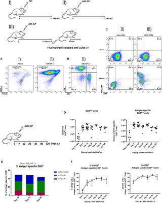 Local Antigen Encounter Is Essential for Establishing Persistent CD8+ T-Cell Memory in the CNS